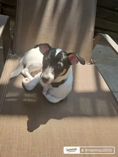 4 month old jack Russell chihuahua, View more