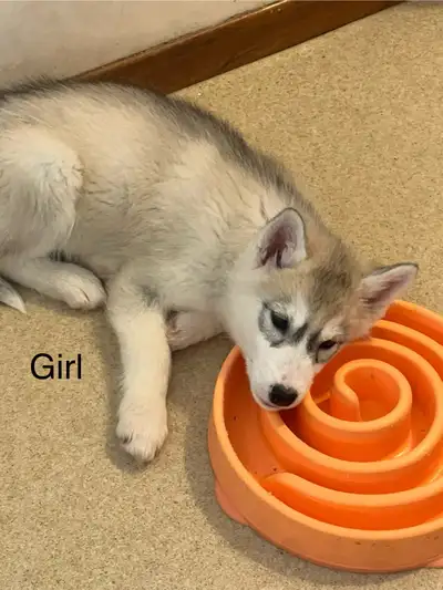 CKC Siberian Husky Puppies, View more