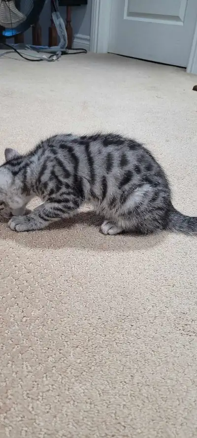 Bengal kitten for sale, View more