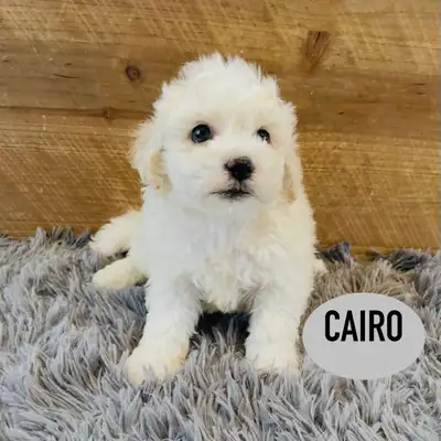 ❤️❤️Toy Maltipoo puppys❤️❤️, View more