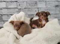 Long haired Chihuahua Puppies!!!!! READY TO GO