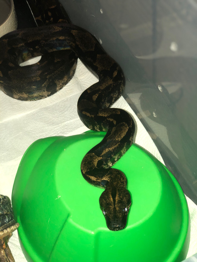 Hypo IMG Boa Imperator $700 in Reptiles & Amphibians for Rehoming in London - Image 2
