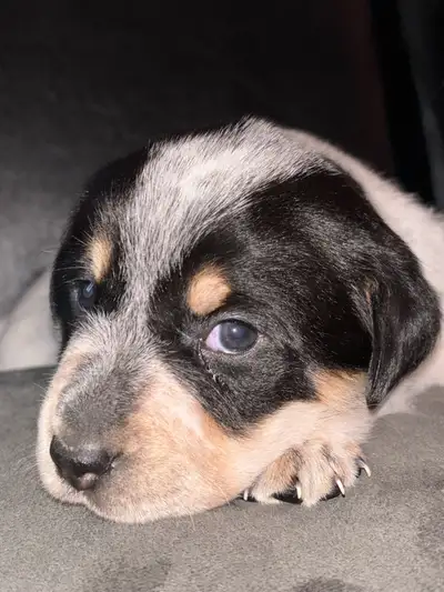 Puppies!! , View more