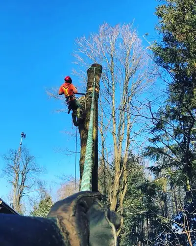 Arborist/tree removal, View more