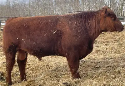 Registered Red & Black Angus Heifer Bulls, View more