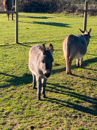 Miniature donkey jennet