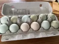 Hatching eggs  