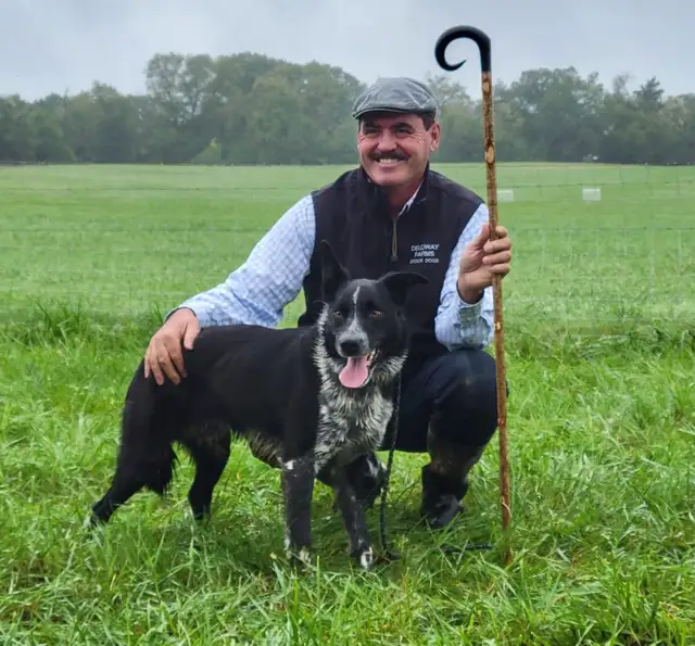 Border Collie Pups ABCA Registered in Dogs & Puppies for Rehoming in Winnipeg - Image 8