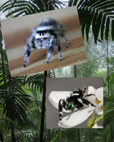 Regal Jumping Spiders - babies and adults!, View more