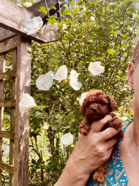 Red Brown Toy  Poodle puppies registered 