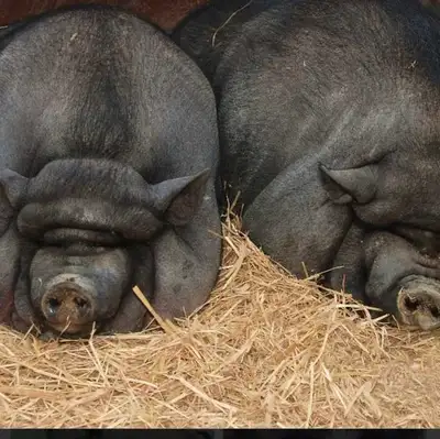 2 intact males..ready for there new home these happy boys must stay together as they keep each other...
