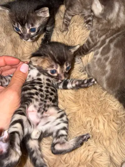 Stunning Bengal Kittens Available — Charcoal, Snow & Sepia, View more