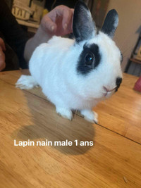 Lapin à donner 