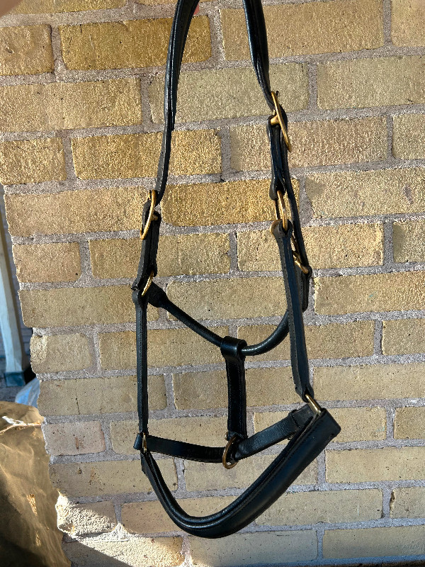 Full size Leather horse Halter in Equestrian & Livestock Accessories in Peterborough - Image 2