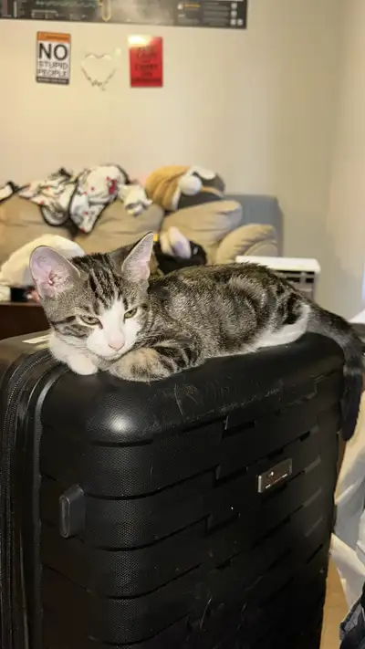 ASAP Adorable Tabby Kittens Looking for Loving Homes, View more