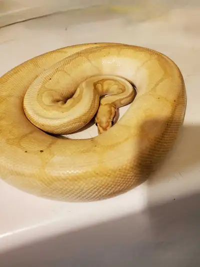 Male banana Mojave spider het pied ball python, View more