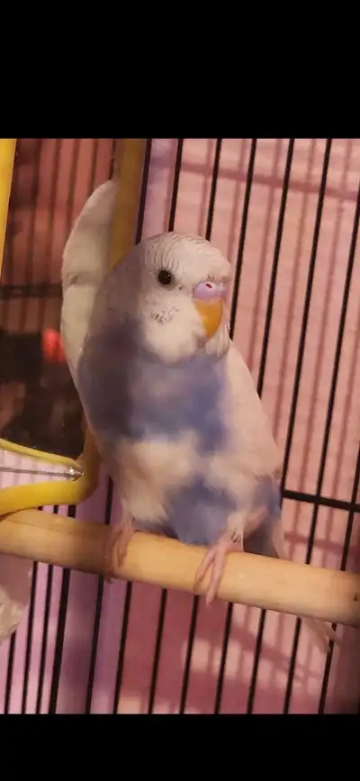 fancy male budgie for sale , View more