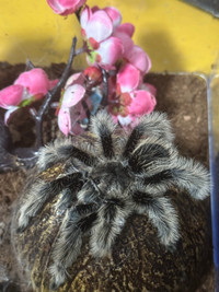 Black curly hair tarantula - female 