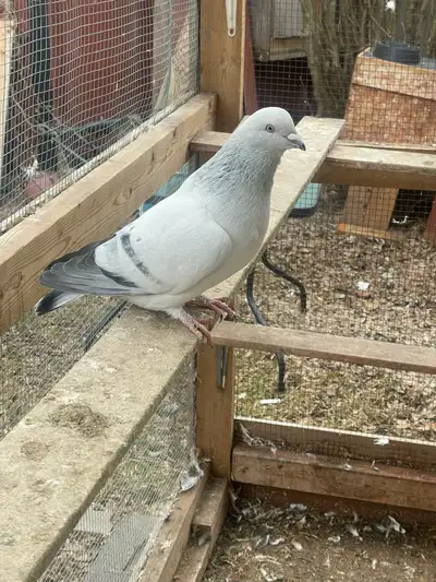 pigeons for sale, View more