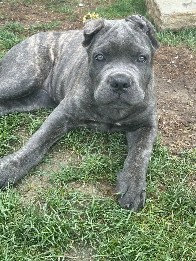 Cane Corso 11 week old female  in Dogs & Puppies for Rehoming in Mississauga / Peel Region - Image 2