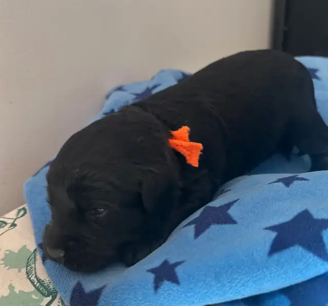 Miniature Whoodle puppies in Dogs & Puppies for Rehoming in Sudbury - Image 5