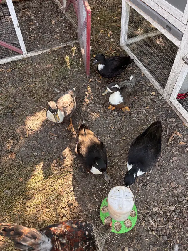 call drakes in Livestock in Red Deer - Image 2