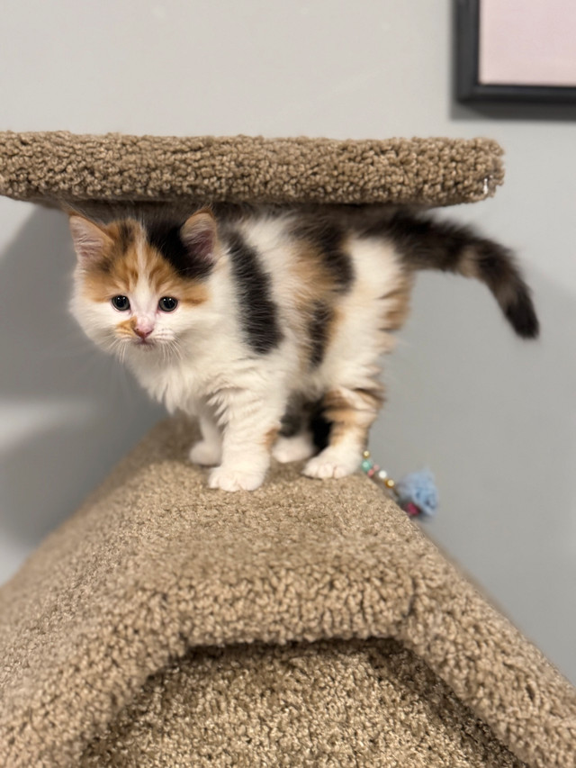 Ready to go!!! ONLY 1 left ! Longhair LARGE Mainecoon X Ragdoll in Cats & Kittens for Rehoming in Owen Sound
