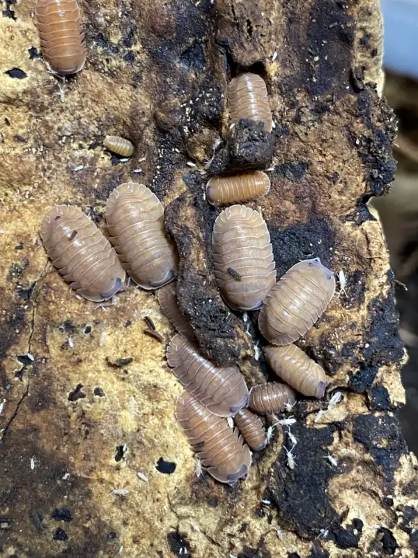 Cubaris Salmon Martinique Isopods in Reptiles & Amphibians for Rehoming in Ottawa - Image 2