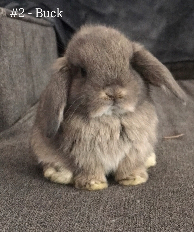 Purebred Holland Lops in Small Animals for Rehoming in Woodstock - Image 2