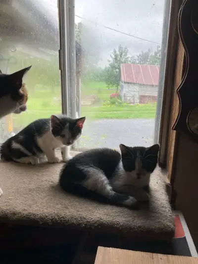 kittens for sale , View more