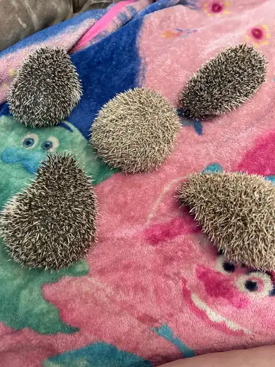 hedgehog babies , View more