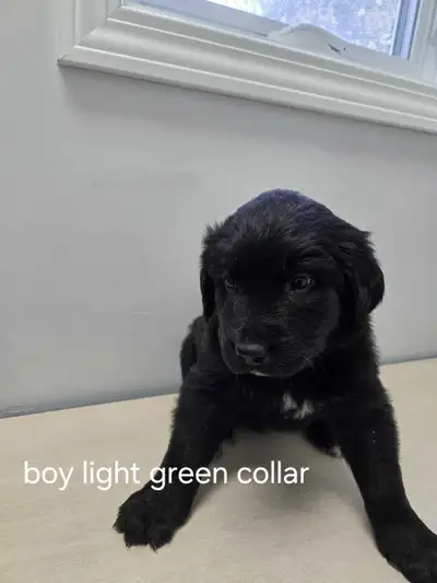 Puppies Newfoundland/Pyrenees, View more