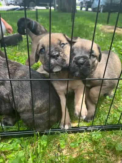 cane corso puppies ready for their forever homes, View more