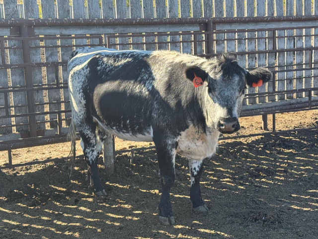BRED COWS in Livestock in Red Deer - Image 3