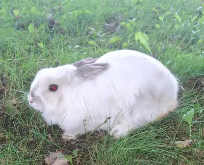 Small rabbit, a dwarf mix rabbit doe, female. , View more