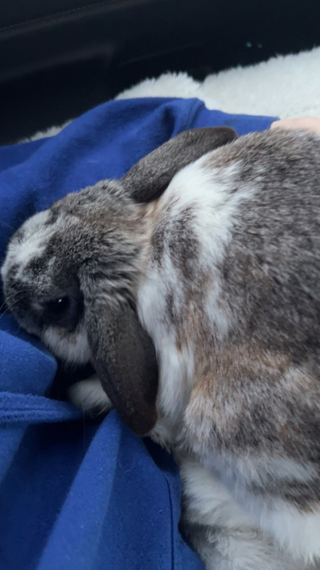 holland lop cross doe for sale needs a home asap in Small Animals for Rehoming in Saskatoon - Image 2