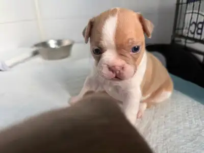 Boston Terrier puppies, View more