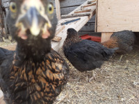 (Chickens) Pullets Millers Red Rock Cross,  Black Copper Maran