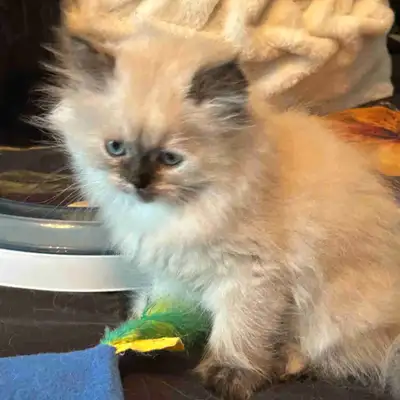 Himalayenn Seal point tortie pure race, View more