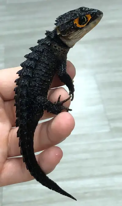 Red Eye Croc Skinks, View more
