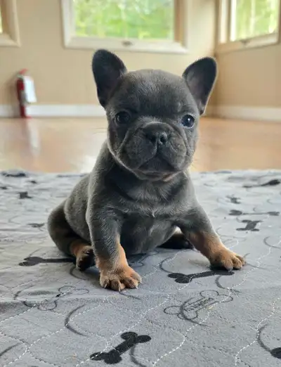 CKC French Bulldogs, View more