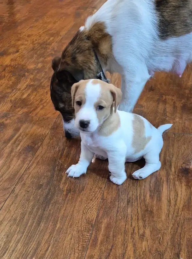 Purebred Jack Russell Terrier Puppies. in Dogs & Puppies for Rehoming in Oakville / Halton Region - Image 7