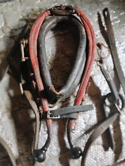 collier pour poney ect.., View more