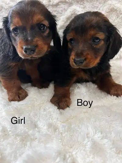 Dachshund (Standard size), View more
