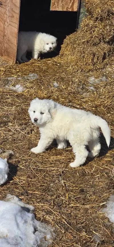 Great PYRENEES female puppies for sale, View more