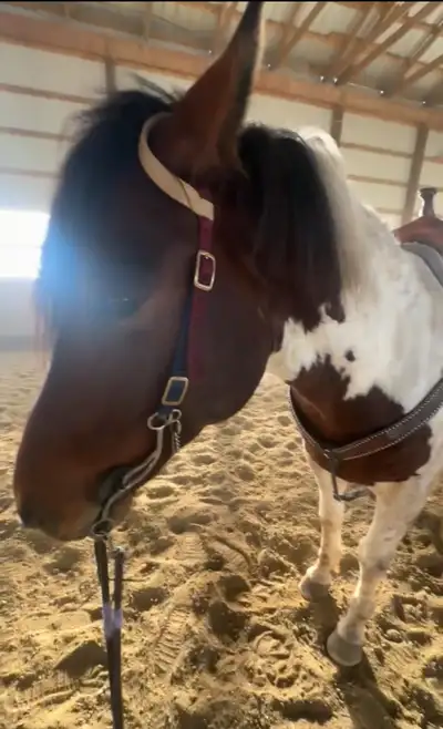 ISO a horse to lease within 40 mins of Saint John. ISO well broke, all around horse for an intermedi...