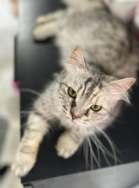 1 yr Siberian Mixed Grey Silver cat for adoption