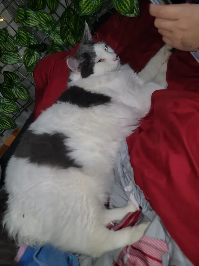 Beautiful female Cat. in Cats & Kittens for Rehoming in North Bay - Image 3