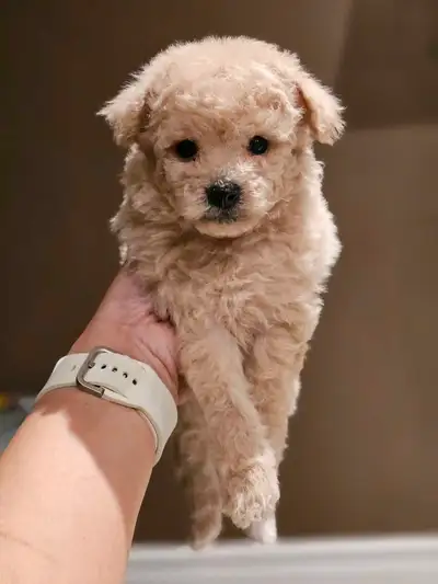 Adorable Teddy Bear Toy Poodle Puppies! We’re excited to announce that our litter of 4 *Teddy Bear T...
