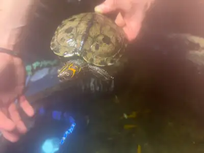 2 map turtles, View more